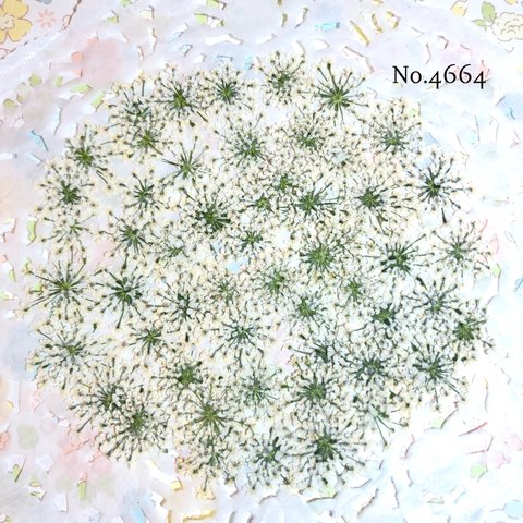 ♡new♡作家様必見♡ ♡レースフラワー 押し花♡