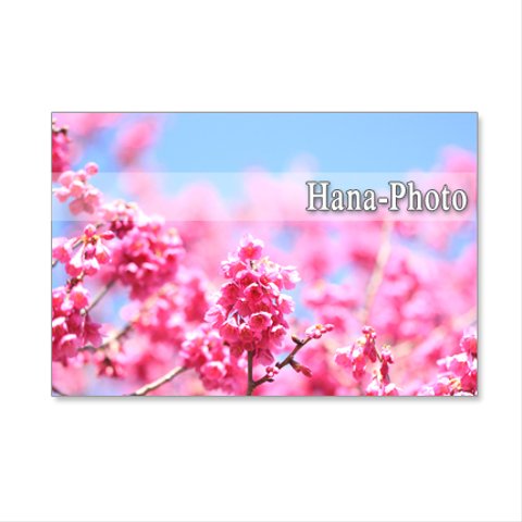 1069）緋寒桜と河津桜の艶やかな競演　青空の中で　ポストカード５枚セット