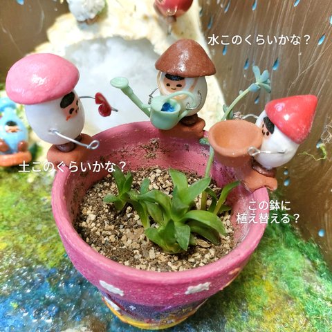 受注生産　鉢のきのシタくん🍄(鉢の縁にはめられるよ！)