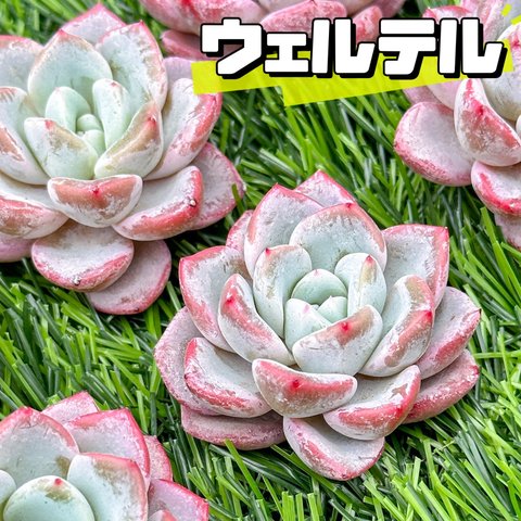 新入荷 大人気 多肉植物 エケベリア ウェルテル 超美苗 レア種