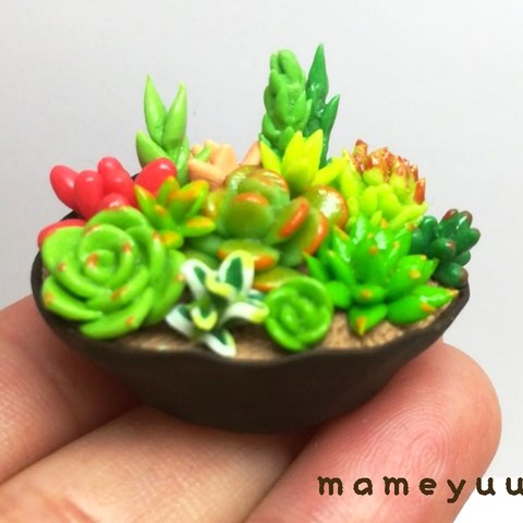 ミニチュア多肉植物の寄せ植え 1-2