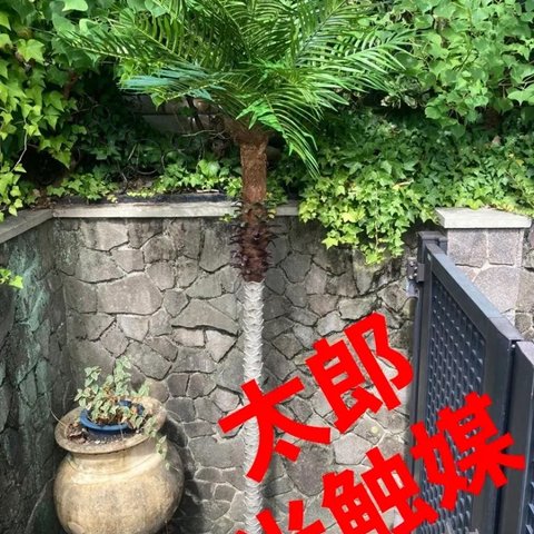 光触媒　人工観葉植物　ウォールグリーン　フェイクグリーン　フェニックス210