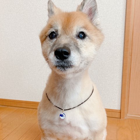 空をひとすくい★空玉チャームのペットチョーカー　ネックレス　小型犬　大型犬　猫ちゃんにも　サイズオーダーメイド　犬用　猫用