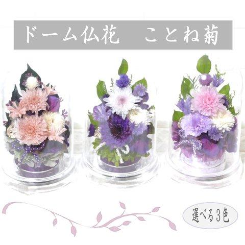 ドーム　仏花　ことね菊　選べる３色　 お供え 菊 四十九日 　