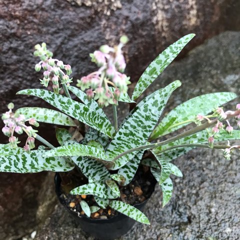 【送料込】豹紋♡多肉植物♡レデボウリア♡エキゾチックな花付♡ポットごと発送♡