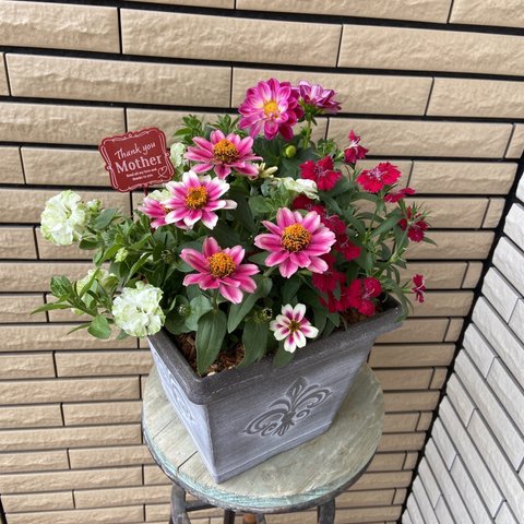 ⚠︎︎𝑆𝑂𝐿𝐷 𝑂𝑈𝑇⚠︎︎鮮やかな寄せ植え♡母の日ギフト