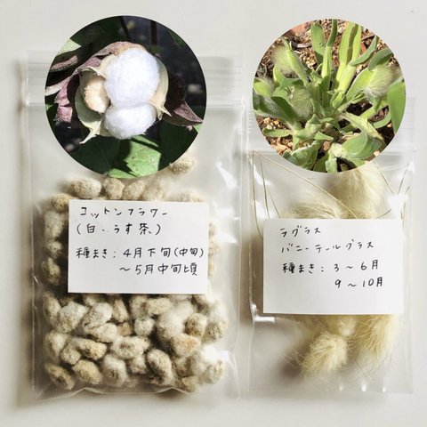 【限定】コットンフラワー (白・薄茶) 種子 80粒 ＆ ラグラス 種子 ＊ 綿花