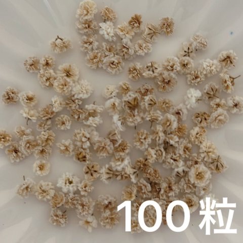 ブラウン系 かすみ草ドライフラワー100粒