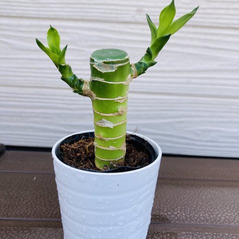 キングバンブー　開運☆観葉植物☆