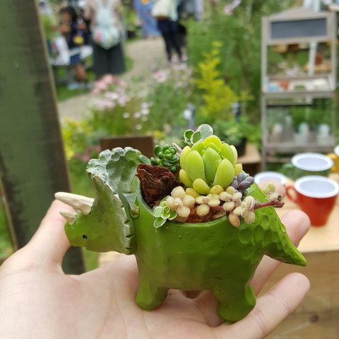 【再再再再販】オシャカワな恐竜のサボテンor多肉植物の鉢植え・寄せ植え(green) トリケラトプス