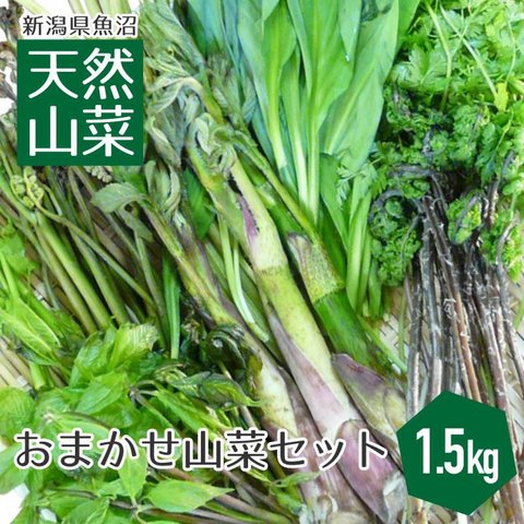 送料無料 新潟県魚沼産 天然山菜セット（1.5kg） 新潟 魚沼 天然 山菜 朝採り 笑顔の里 クール便 4月下旬から5月中旬頃まで