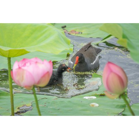 野鳥ポストカード　【バンの親子】