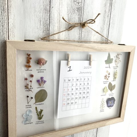 《母の日早割　送料無料》始まり選べる植物標本カレンダー　2024カレンダー　カレンダー　花のカレンダー　壁掛けカレンダー　ドライフラワーカレンダー　ミモザ　アジサイ　