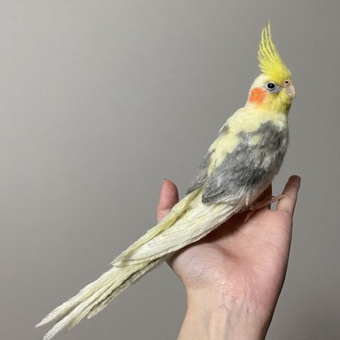 オカメインコ  オーダー品