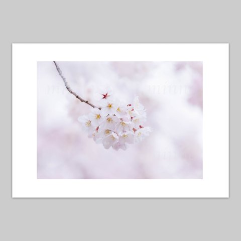 桜の花の写真(A4)の1点セレクト　送料無料