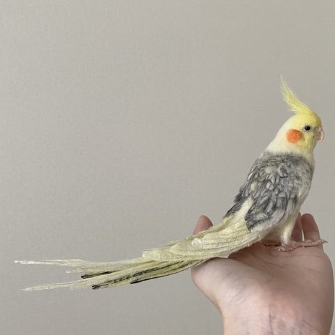 オカメインコ オーダー品