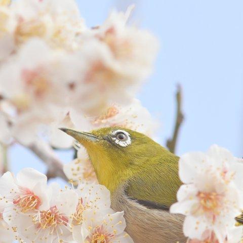 ポストカード：鳥と花：メジロと梅の花：縦