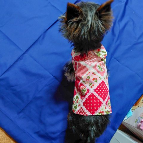 新色グリーン追加❣️❣️着せやすい犬服❣️イチゴのパッチワーク風シャツ💕オーダーメイドで❣️