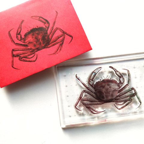 Biology Stamp　　＜オオエンコウガニ＞