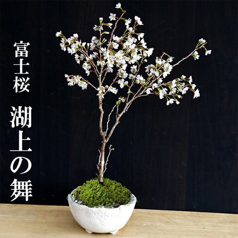 【2024年開花終了】桜・・・そう聞くだけで心和む景色を貴方のもとへ　別名豆桜 【富士桜・湖上の舞の盆栽　万古焼 白深鉢 】