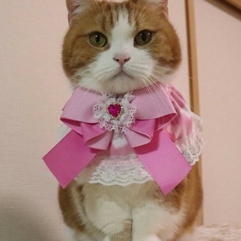 猫服　ケープ　マジカル　ゆめかわ　ピンク