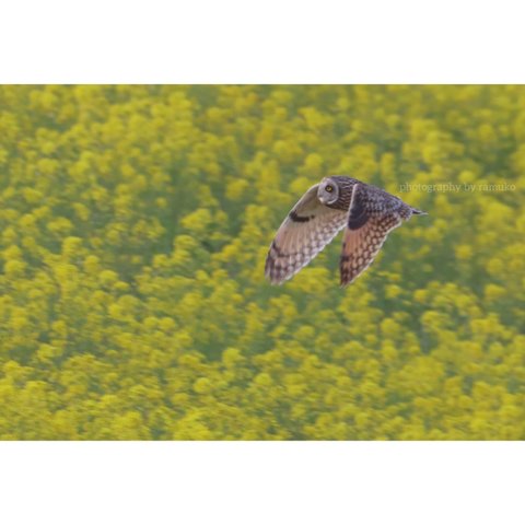 ポストカード "菜の花と野鳥" 4枚セット