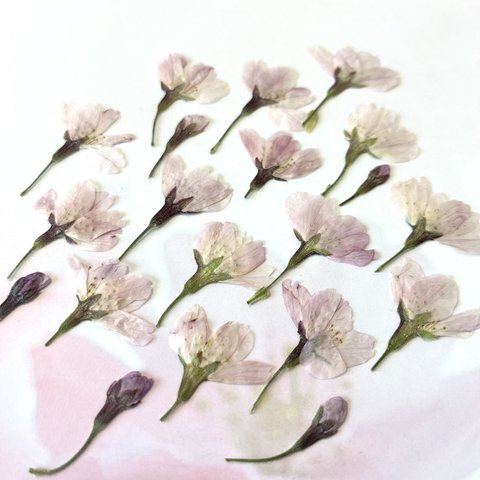 桜の押し花①