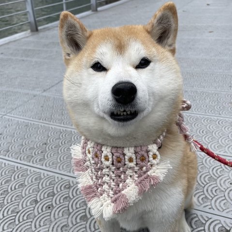 中型犬用　可愛い♡フラワーストライプバンダナ