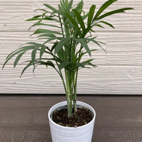 テーブルヤシ　開運☆観葉植物☆