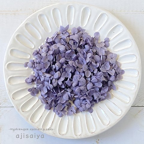 かたちいろいろ！わけあり品 【アナベル・花びら：むらさき】  ＜ あじさい アジサイ 紫陽花 ＞