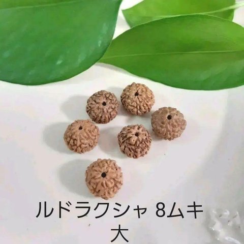 ルドラークシャ 8面 菩提樹の実 6粒 大粒