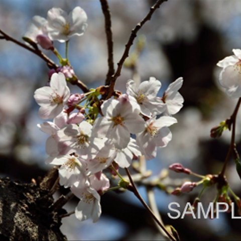 54癒しの花『SAKURA4』　はがきサイズ