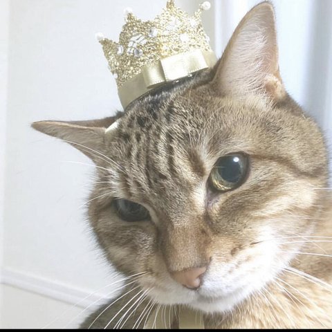 ペットの王冠　レースの王冠　お誕生日、うちの子記念日に！　ねこの王冠　いぬの王冠