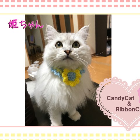 猫ちゃんのお写真🌸yuriko0220様