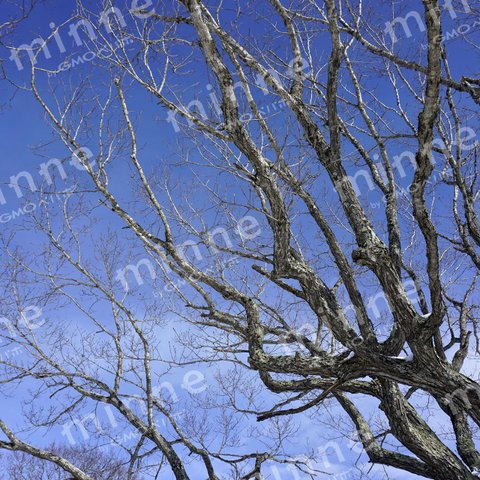 枯れ木と冬の空 （写真素材）F_32