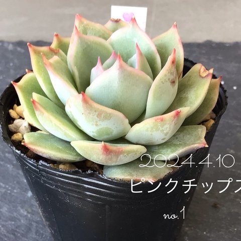 多肉植物　ピンクチップス　no.1