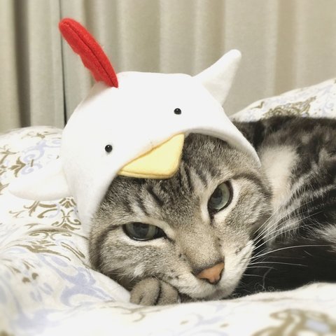 猫ちゃん用被り物     にわとり