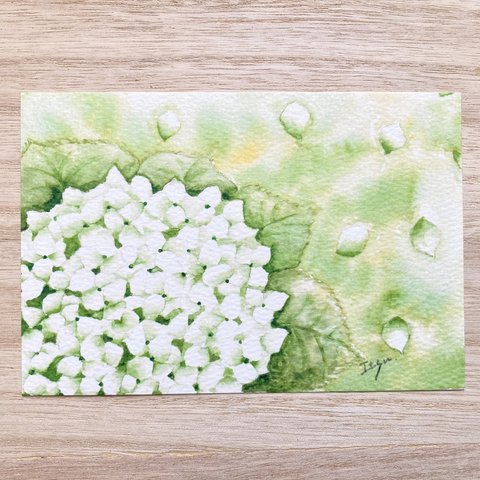 透明水彩画「アナベル」北欧イラストポストカード２枚セット　花　フラワー 紫陽花 あじさい　