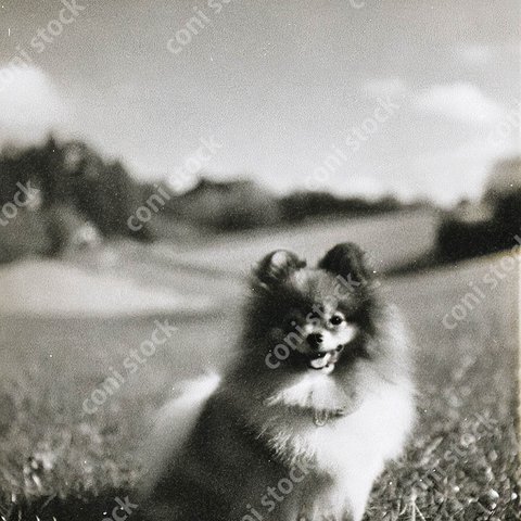 フランスの田舎のイメージ、かわいい犬、レトロ、モノクロ、アート、古びた写真　conistock_44262