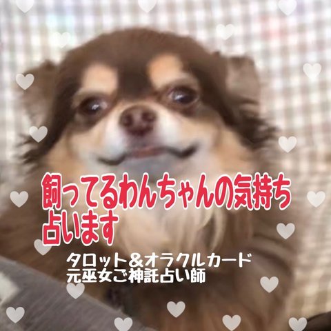 飼ってるわんちゃん(犬)の気持ち占います★占い鑑定書送付★元巫女ご神託占い★タロットカード＆オラクルカード★