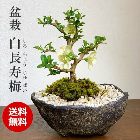 【現在葉姿】母の日の贈り物にもおすすめ。年に数回一重の白花が楽しめる【白長寿梅（しろちょうじゅばい）の盆栽（くらま鉢）】