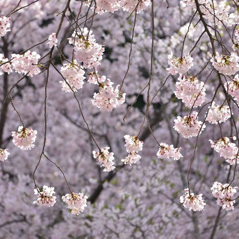 Ａ4　写真　プリント　桜