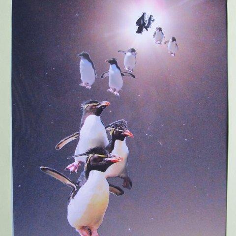 ペンギンと星空 2873-A４