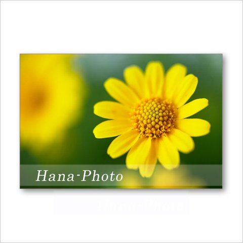 1556) 小さな黄色の花ダールベルグデージー　     ポストカード5枚組