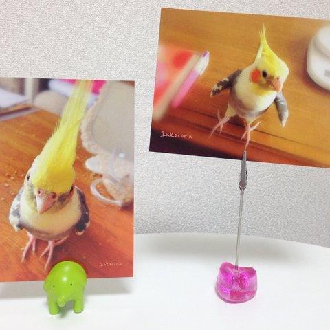 うちのインコ　ポストカードセット ①