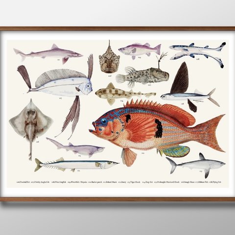 8828■A3アートポスター『海洋生物　魚図鑑』絵画/イラスト/デザイン/上級マット紙採用