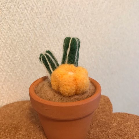 羊毛はしらサボテンの寄せ植え