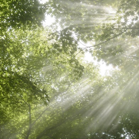 写真のある豊かな暮らし【森の呼吸】