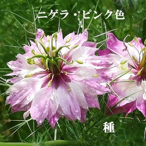 寒地・寒冷地向き　春まき花の種　ニゲラ・ピンク色　100粒　ドライフラワー