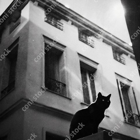 パリの街の屋根にいる猫、レトロ、モノクロアート conistock_425-2